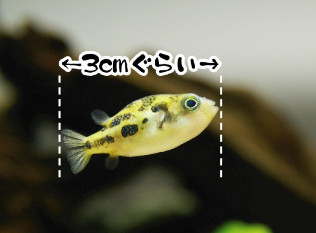 世界最小 熱帯魚と暮らす 宝塚市 賃貸住宅サービスfc阪急宝塚店のブログ